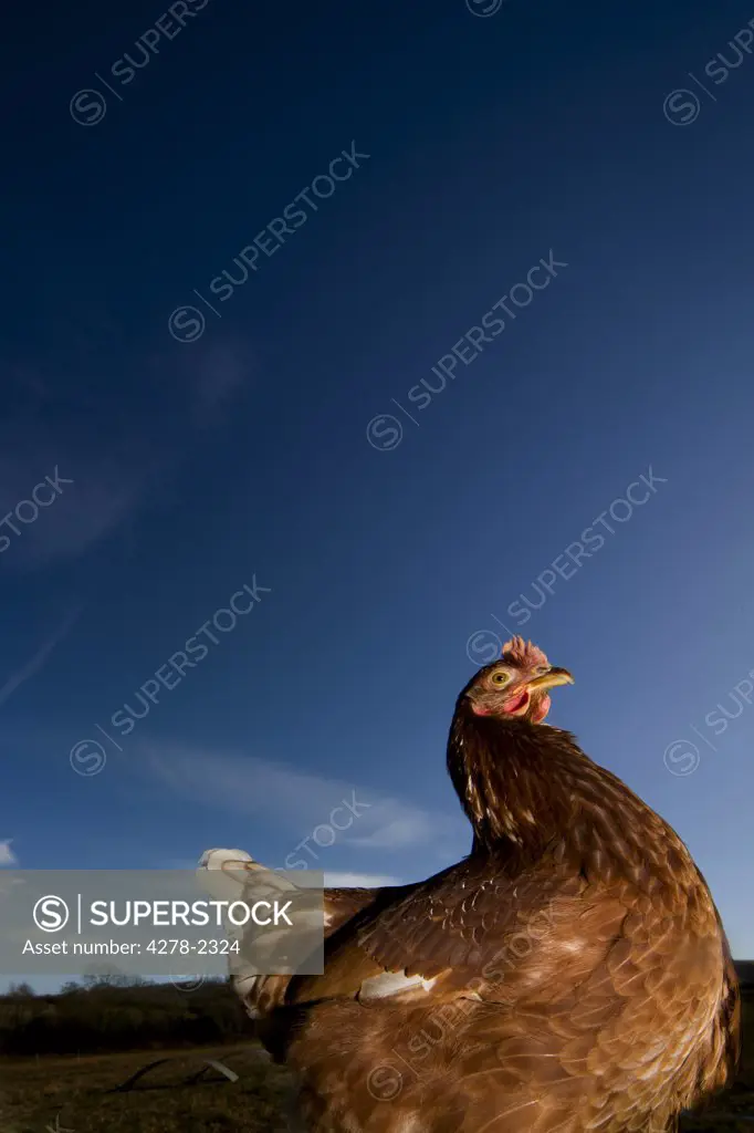 Chicken roaming outside