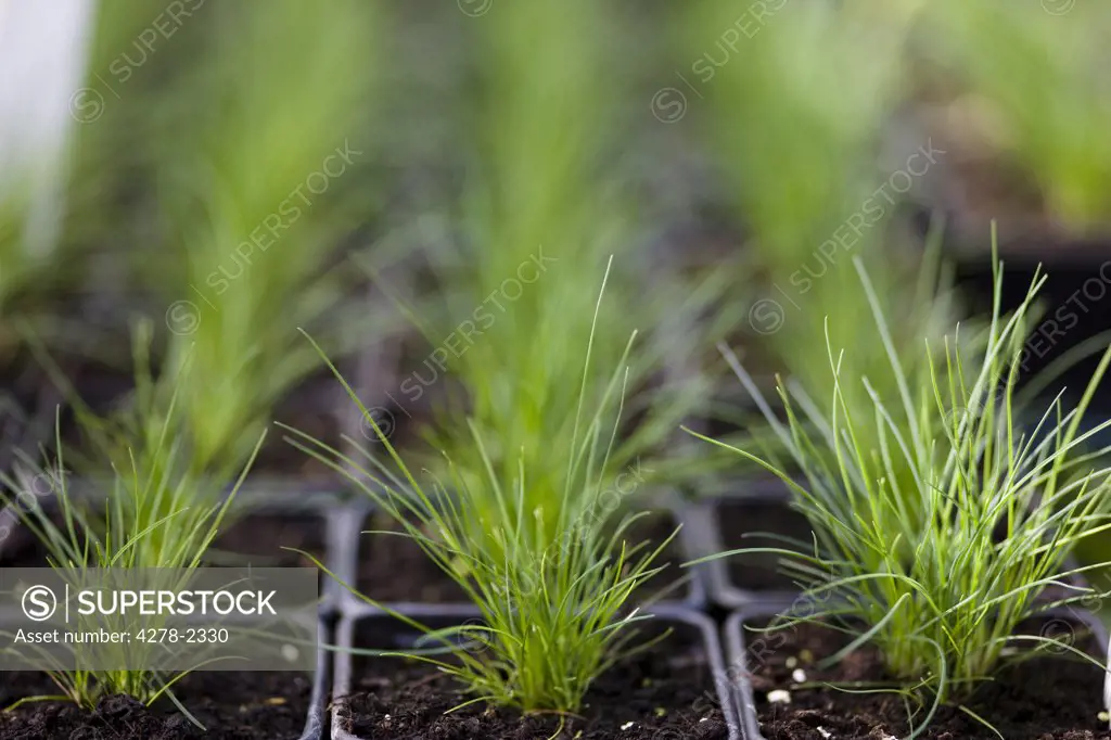 Close up of chives seedlings