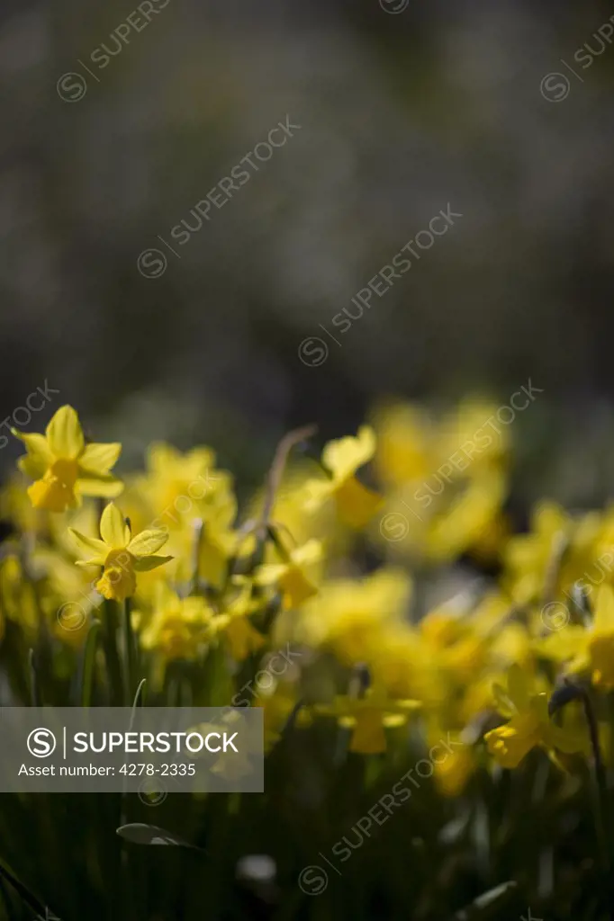 Yellow narcissus