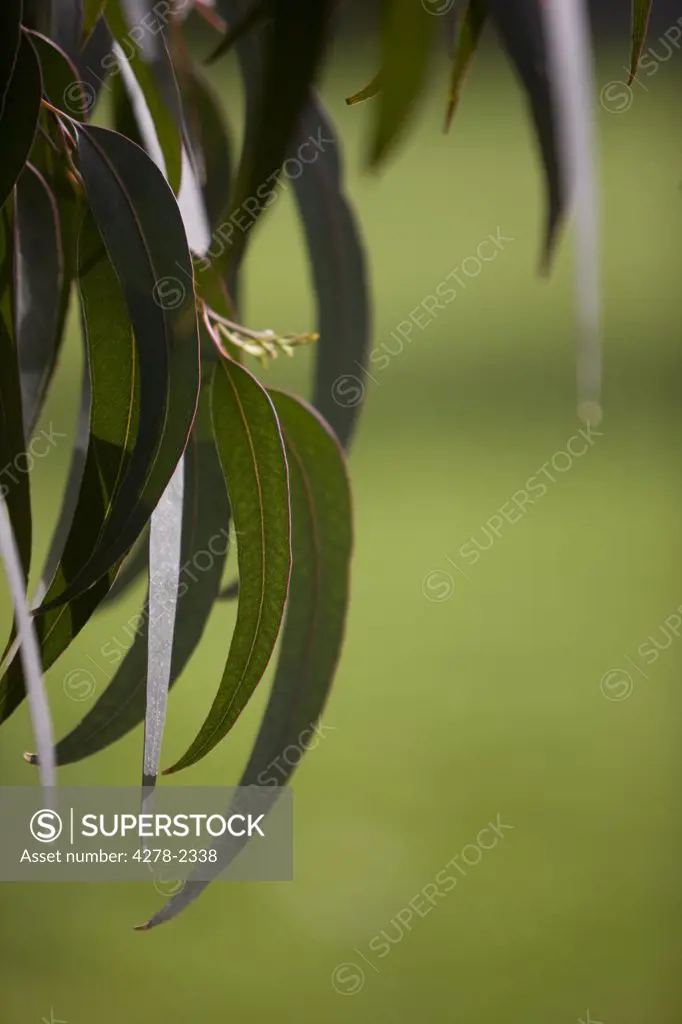 Eucalyptus leaves