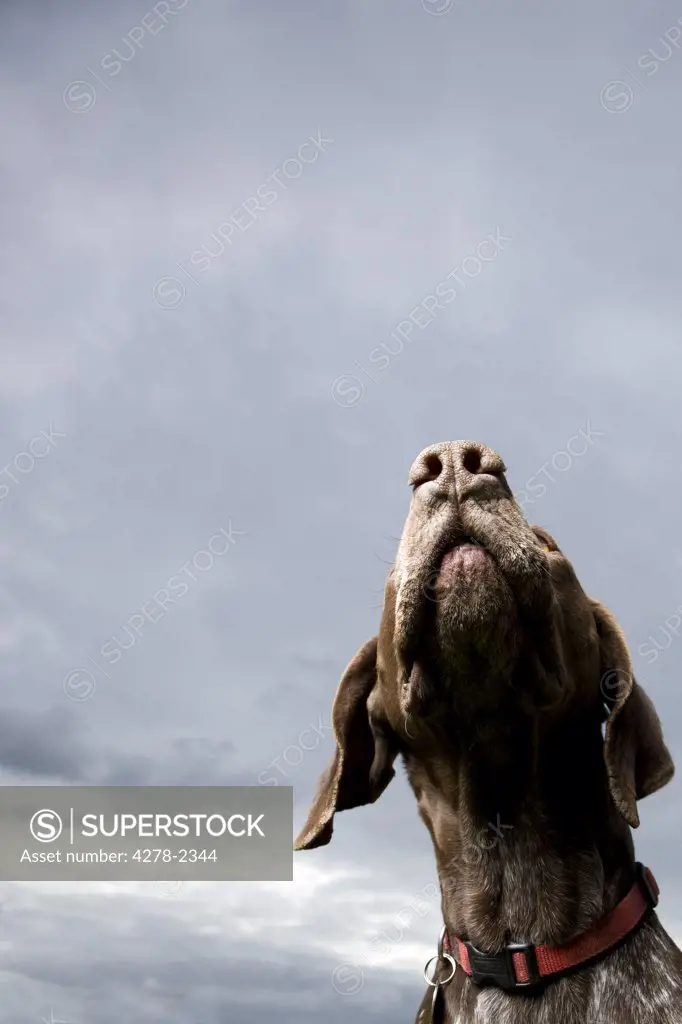 Close up of a German short hair pointer dog