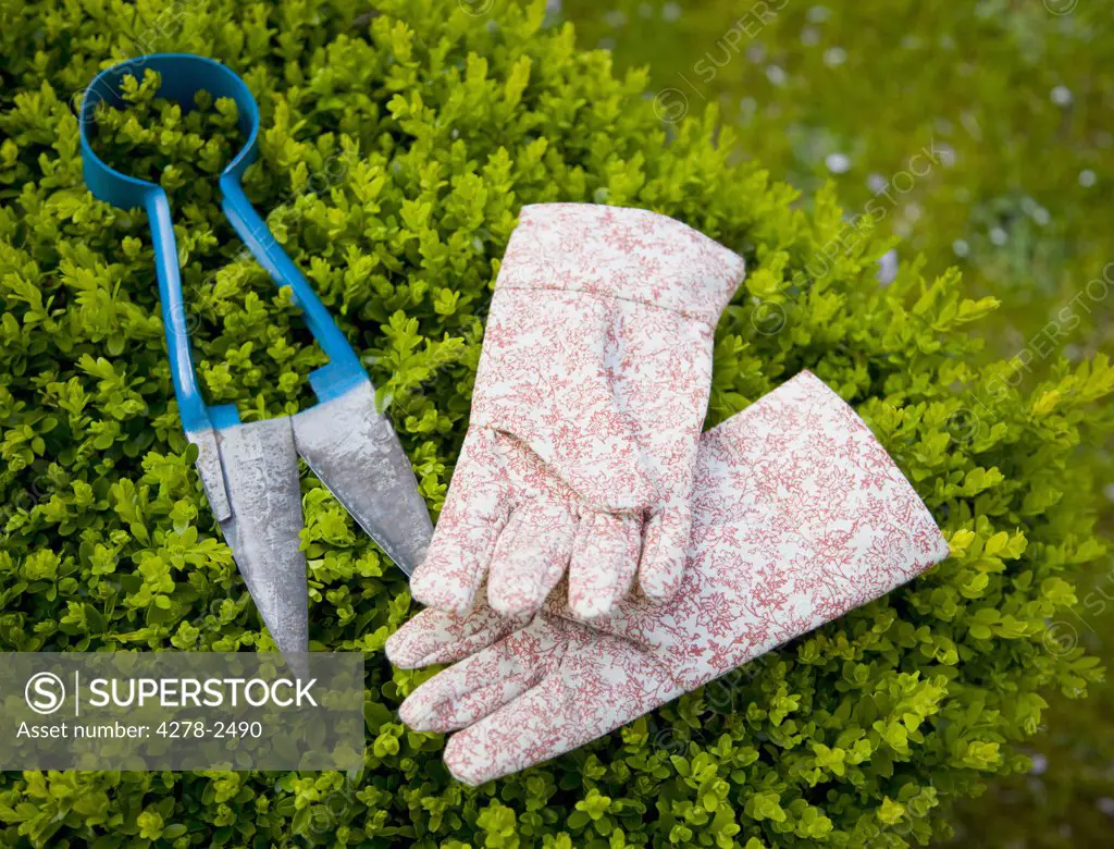 Close up of a pair of gardening gloves and secateurs lying on a shrub