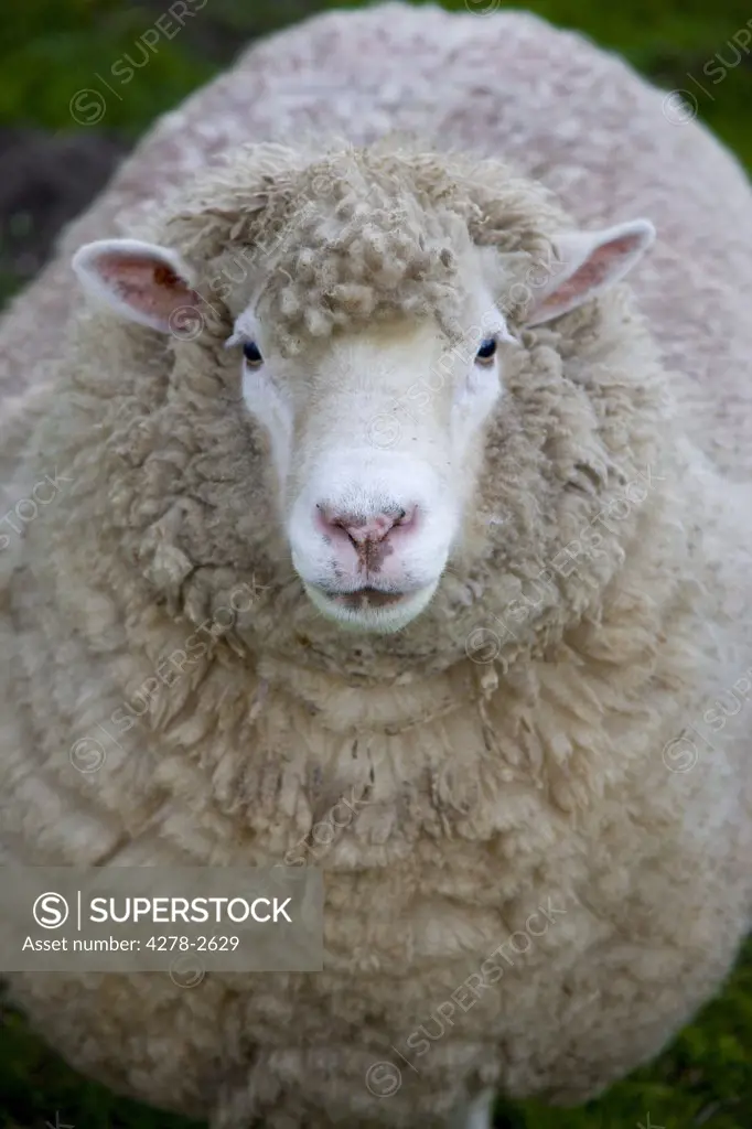 Portrait of a sheep