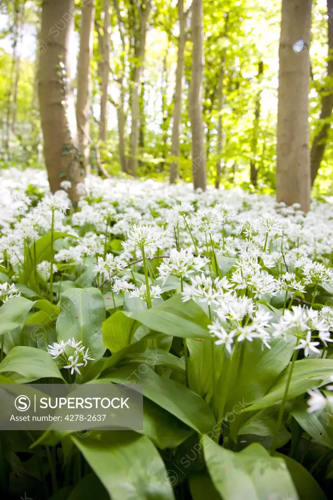 White flowers in a coppice