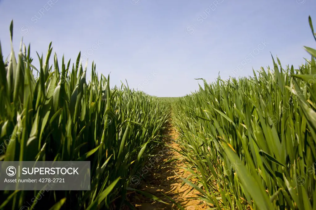 Agriculture field