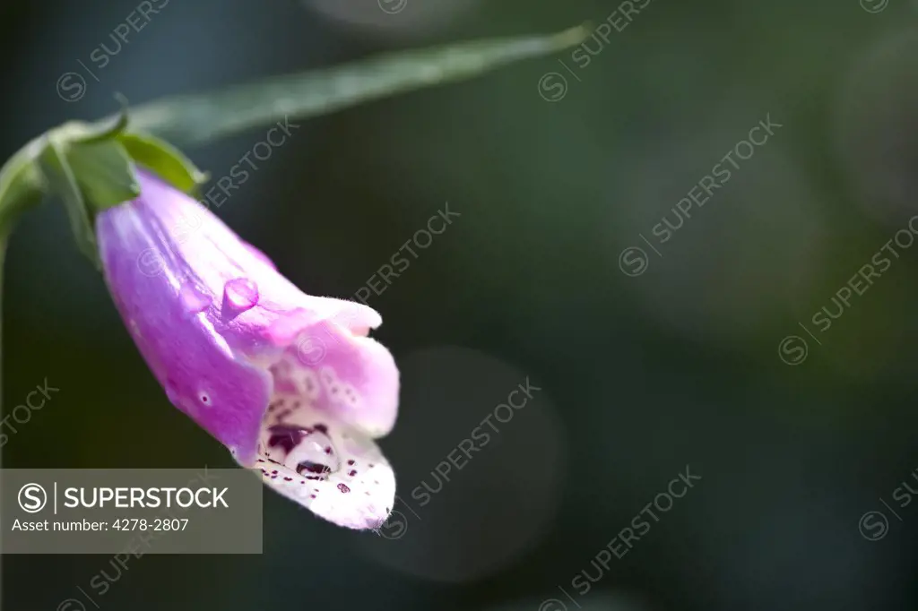 Detail of bright pink foxglove flower - digitalis purpurea
