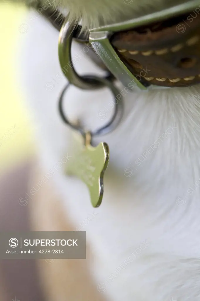Extreme close up of dog collar and identification tag