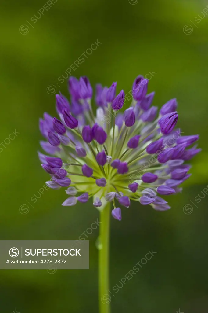 Purple alium blossom