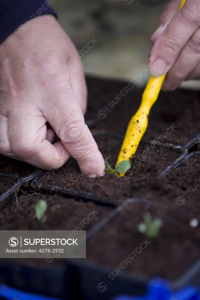 Close up of woman hands planting seedlings