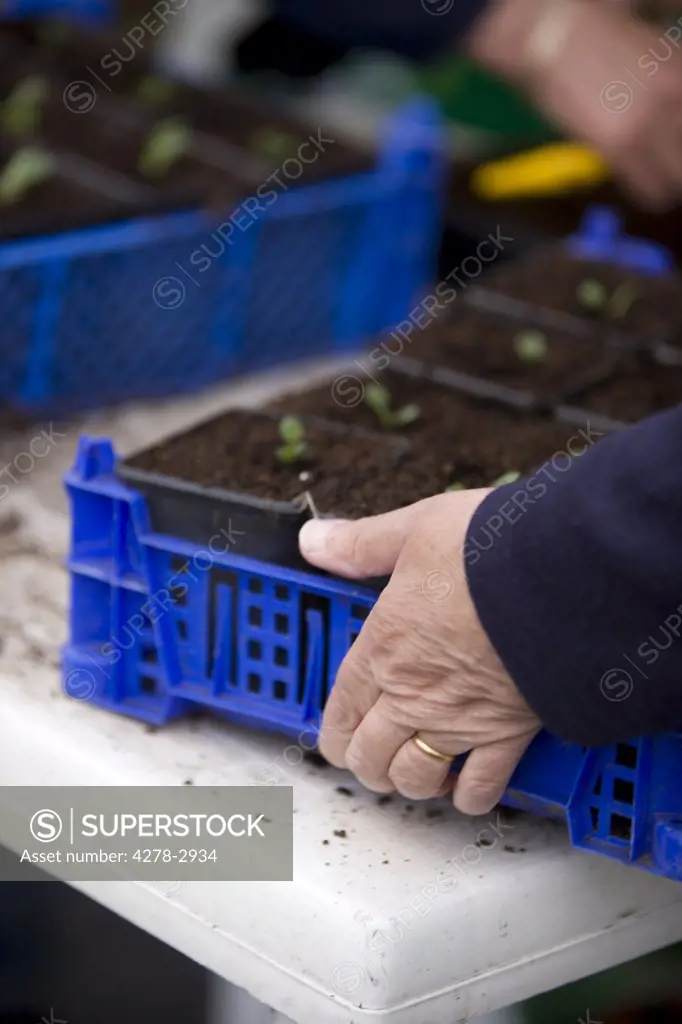 Close up of woman hands holding a plastic crate with seedling pots