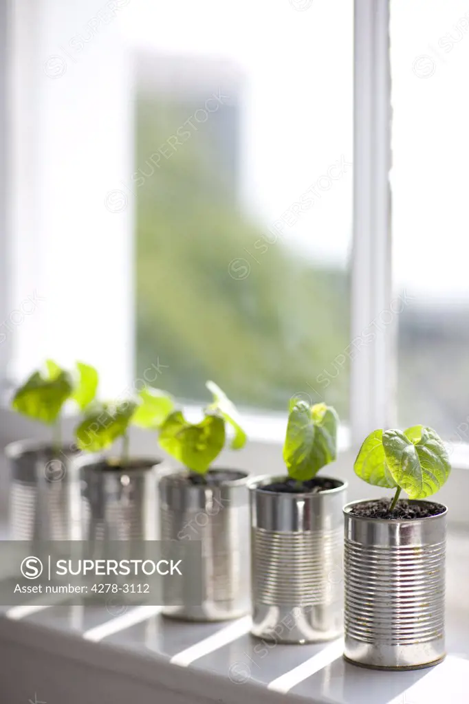 Recyclable tin cans with seedlings on a window sill