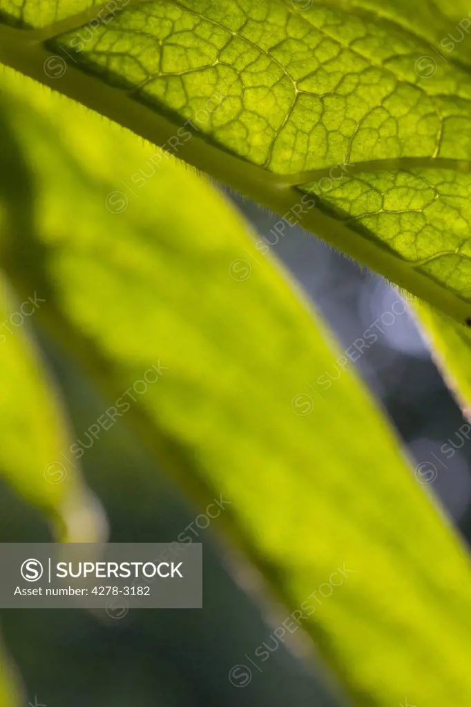 Close up of an echium leaf - Echium pininana
