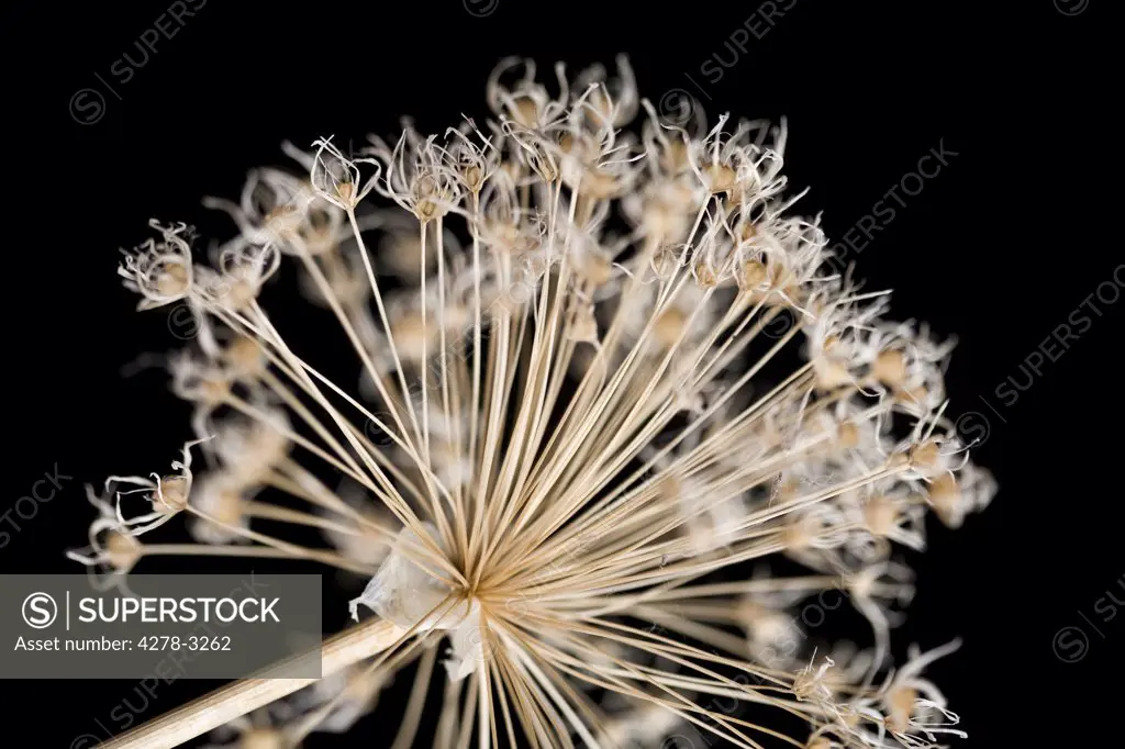 Close up of a dry allium flower - Allium gladiator