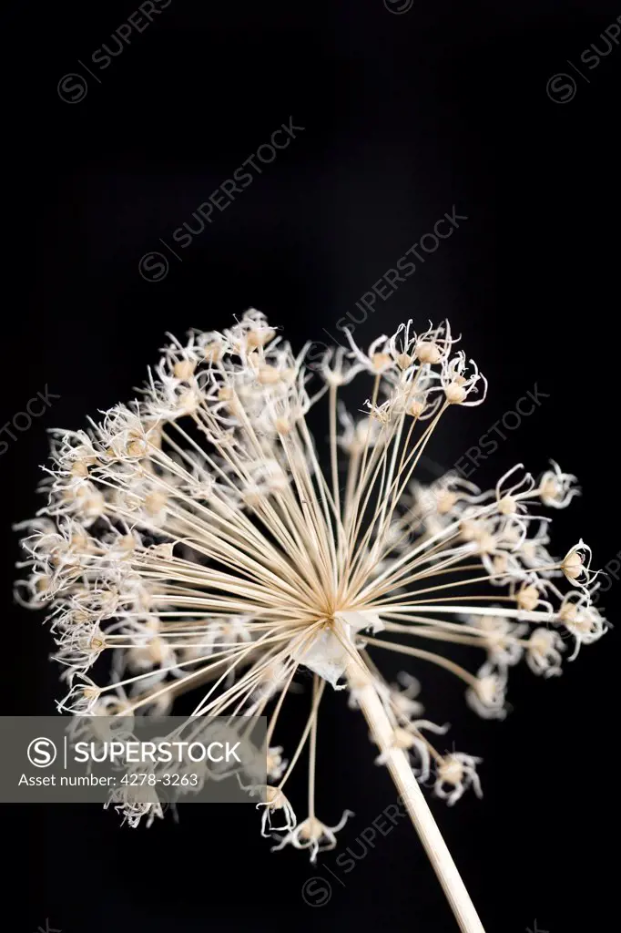 Close up of a dry allium flower - Allium gladiator