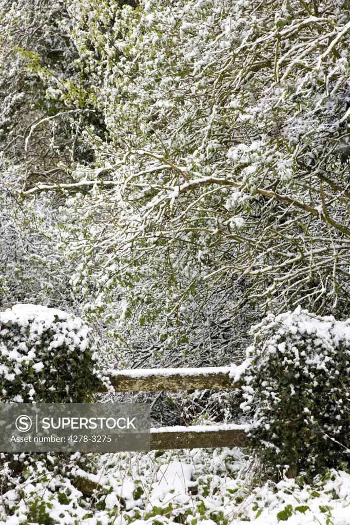 Wooden stile and trees covered in snow