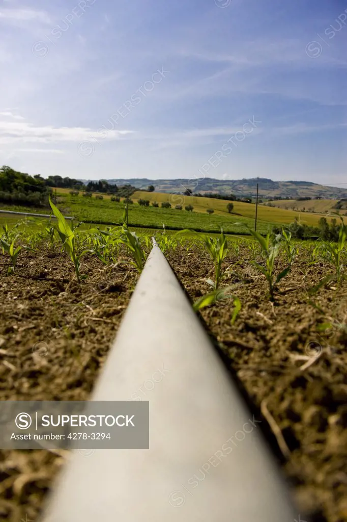 Close up of an irrigation pipe in a corn field
