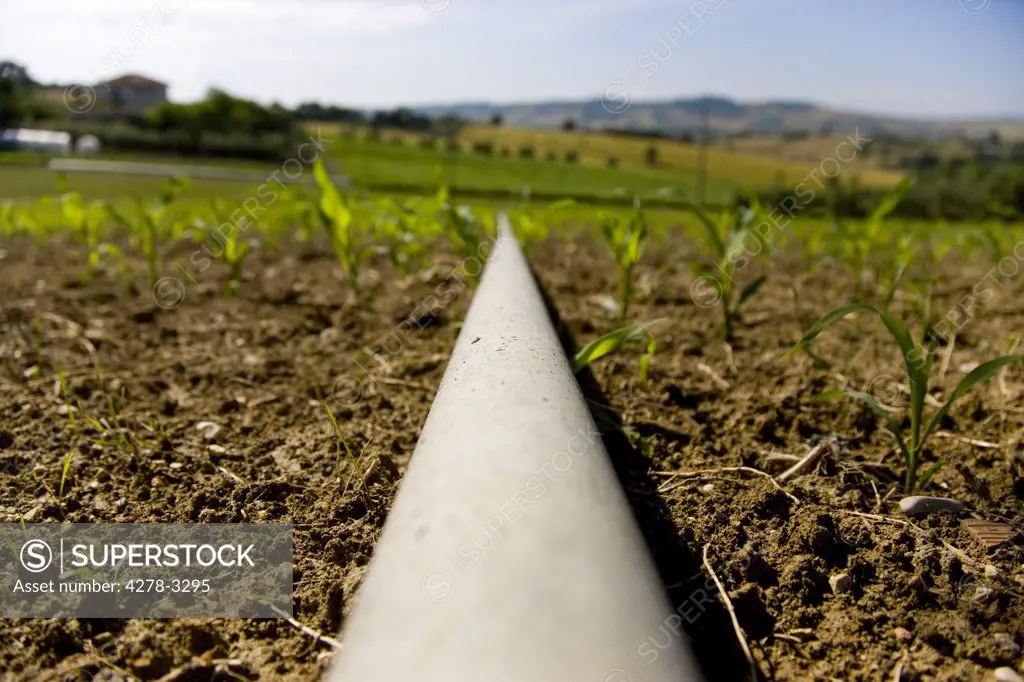 Close up of an irrigation pipe in a corn field