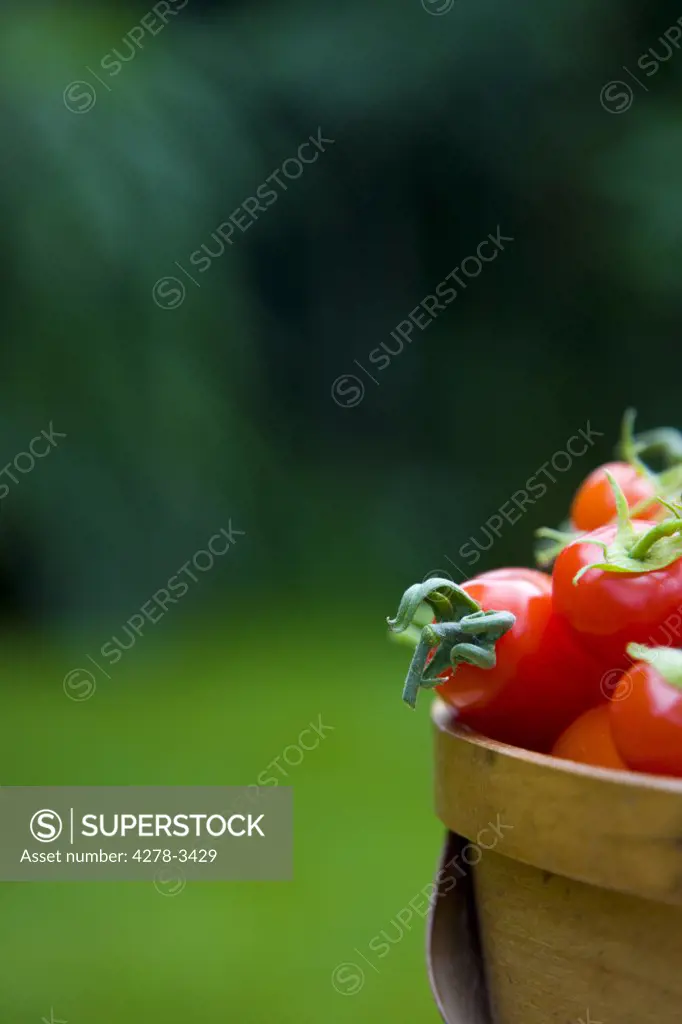 Close up of hand picked cherry tomatoes in a basket