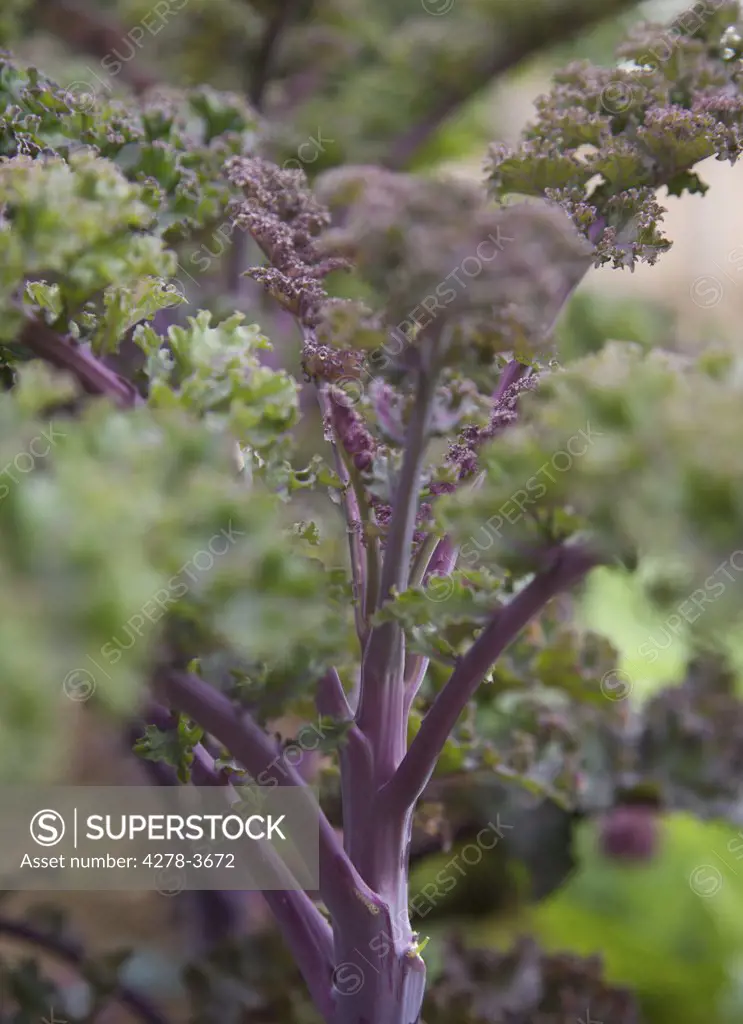 Purple kale and stalks