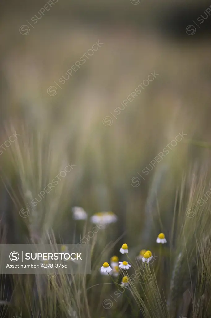 Close up of wheat stalks and wild chamomile flowers