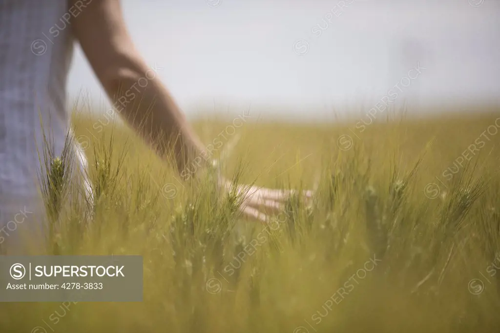 Close up of a woman hand skimming wheat in a field