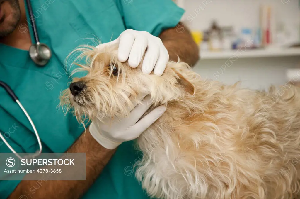 Close up of vet  inspecting dog
