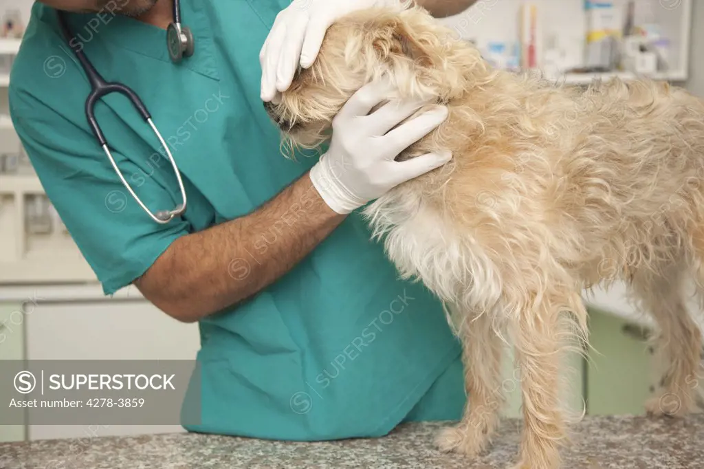 Close up of vet  inspecting dog