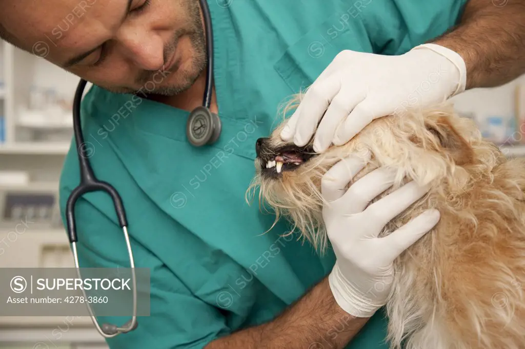 Close up of vet  inspecting dog teeth