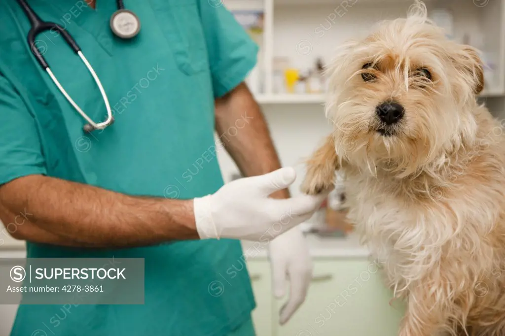 Close up of vet  inspecting dog  paw