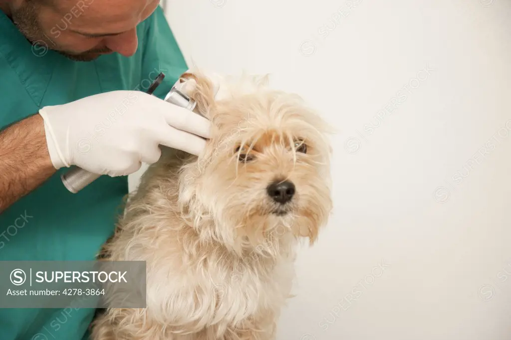Close up of vet  inspecting dog ears