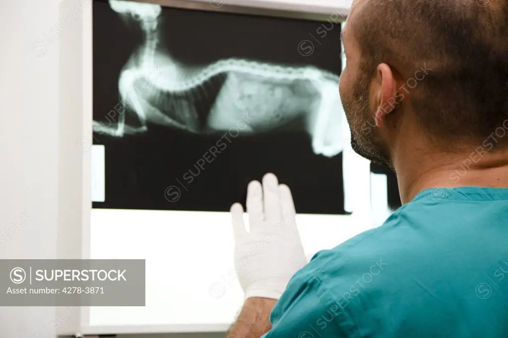 Back view of a vet looking at x-ray