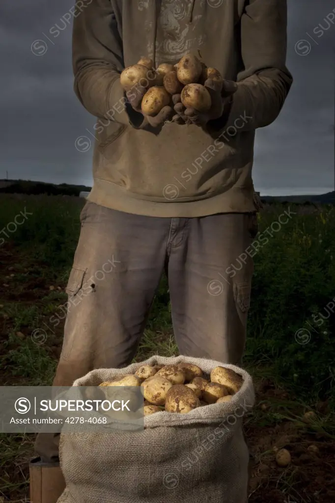 Farmer standing in a field holding potatoes in his hands