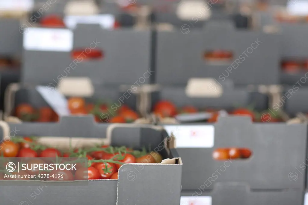 Rows of crates filled with vine tomatoes