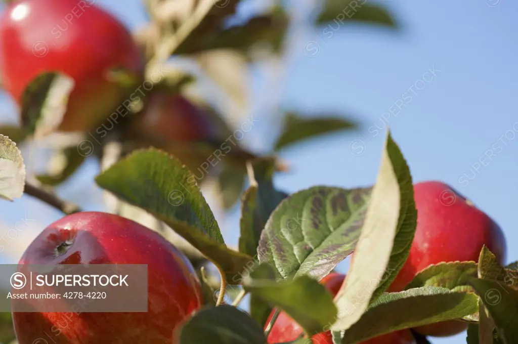 Close up of a bunch of red apples