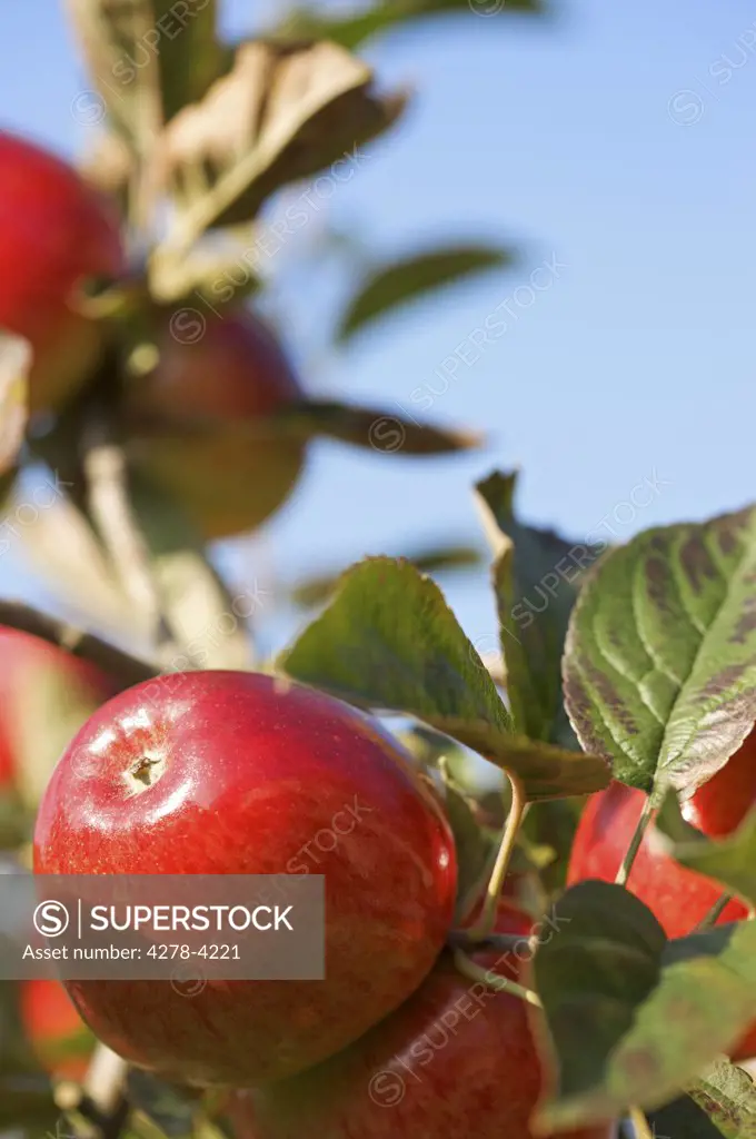 Close up of a bunch of red apples