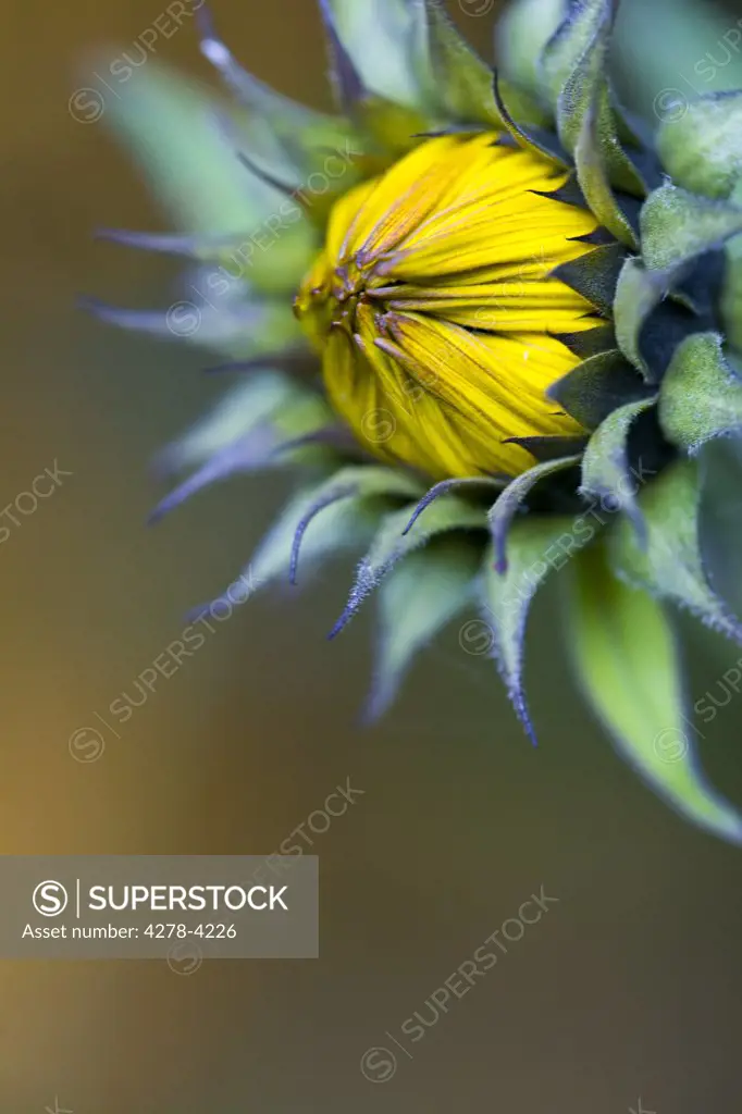 Close up of a sunflower bud - Helianthus annuus