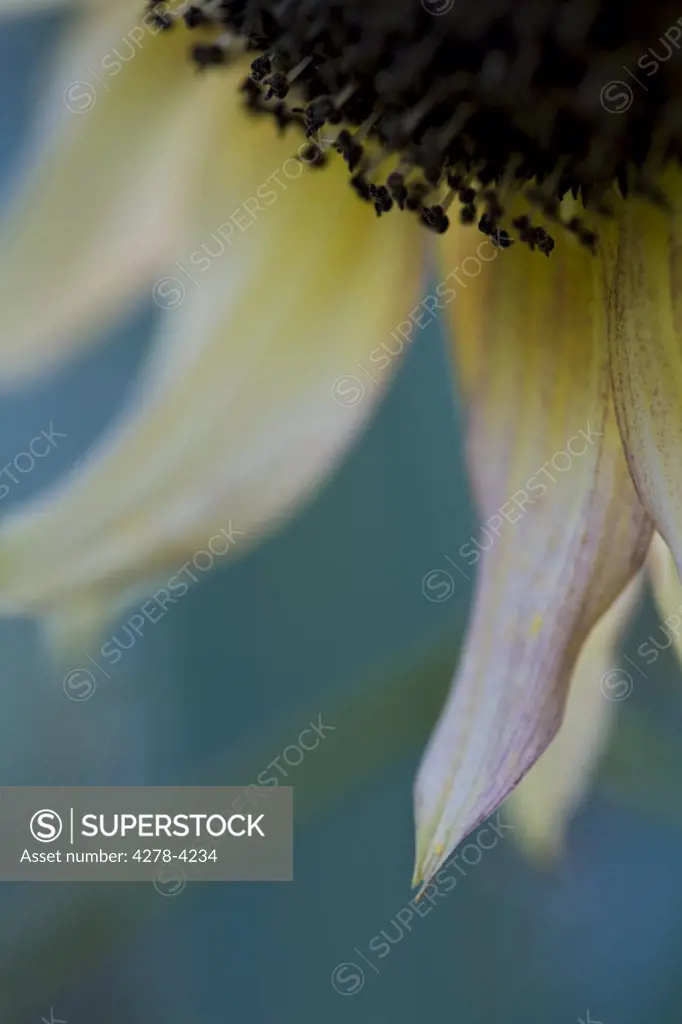 Close up of a sunflower - Helianthus annuus