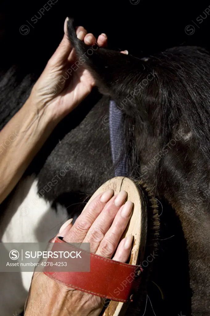 Close up of a mature woman hands brushing a horse