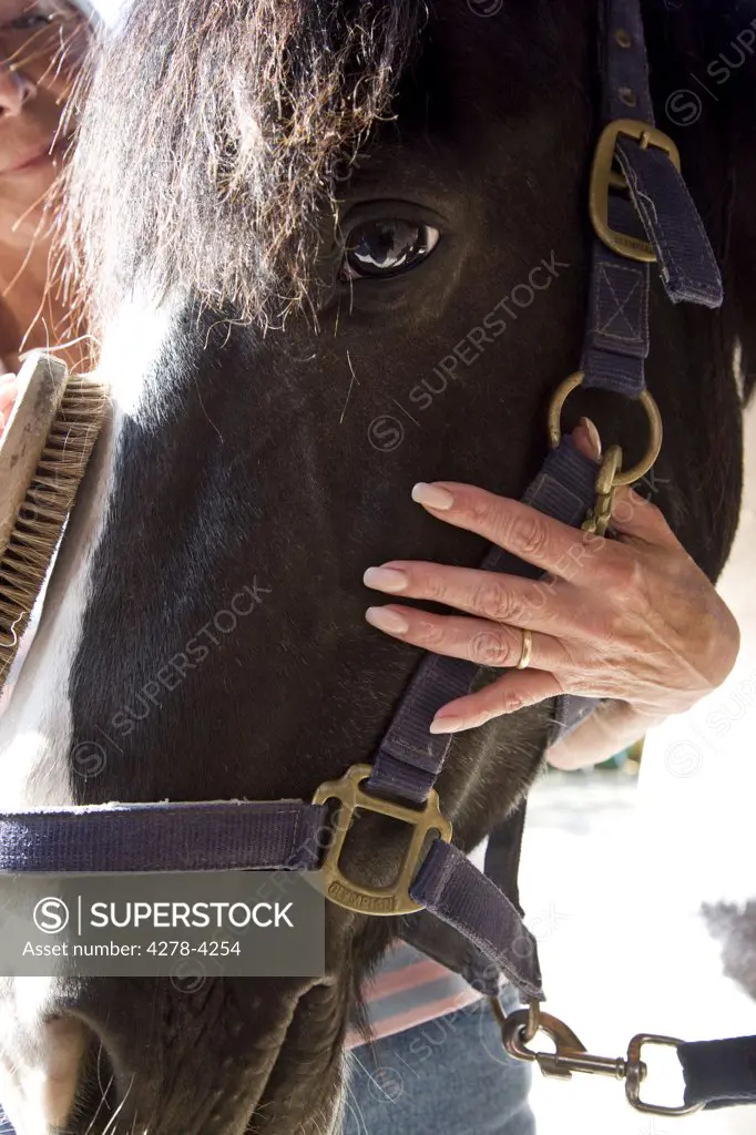 Close up of a mature woman brushing a horse head