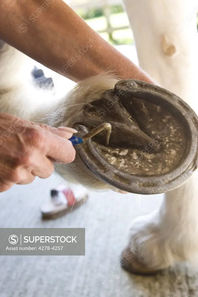 Close up of a mature woman hands cleaning a horse hoof