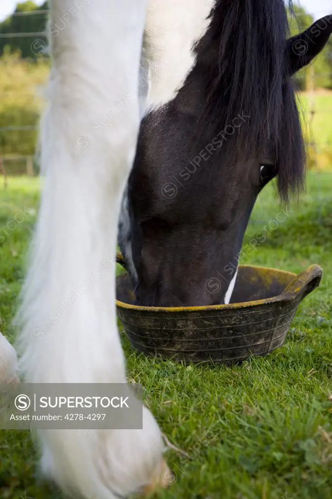 Close up of a horse eating from a bowl in a field