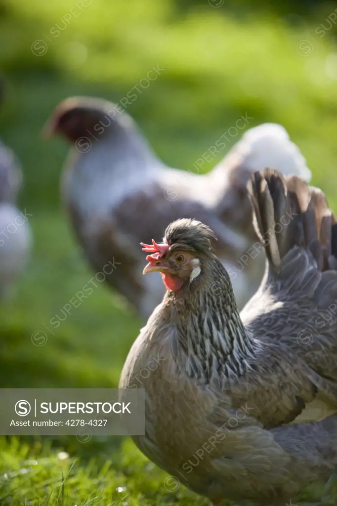 Chickens roaming