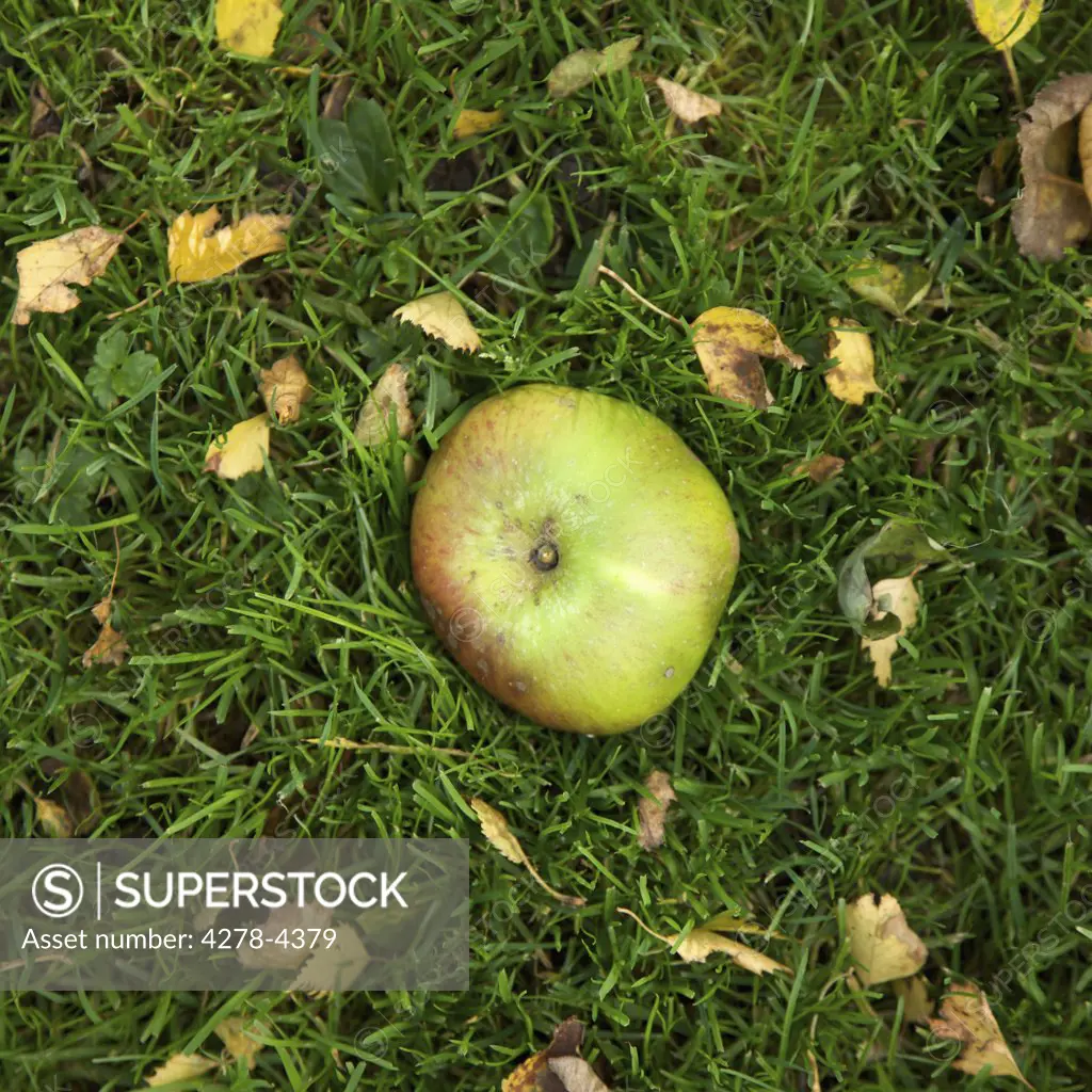 Close up of an apple on a lawn with leaves