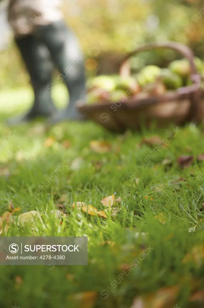 Close up of a lawn with a basket filled with apples and farmer legs wearing Wellington boots