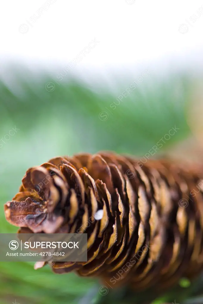 Close up of decorative pine cones