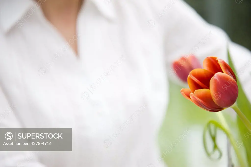 Close up of a woman arranging tulips