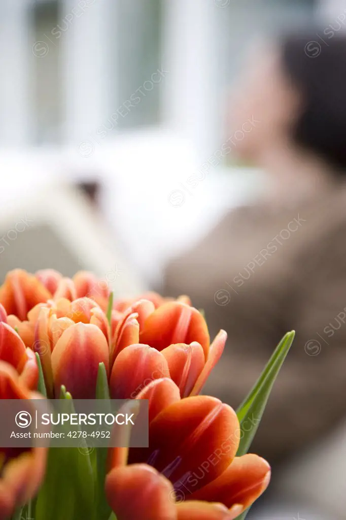 Close up of a bunch of tulips  with woman sitting behind them