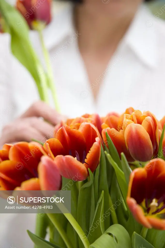 Close up of a woman arranging a bunch of tulips