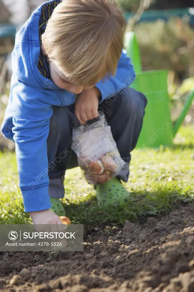 Young boy planting a flower bulb