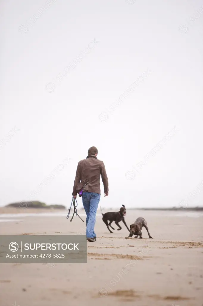 Back view of a man walking dogs on a beach